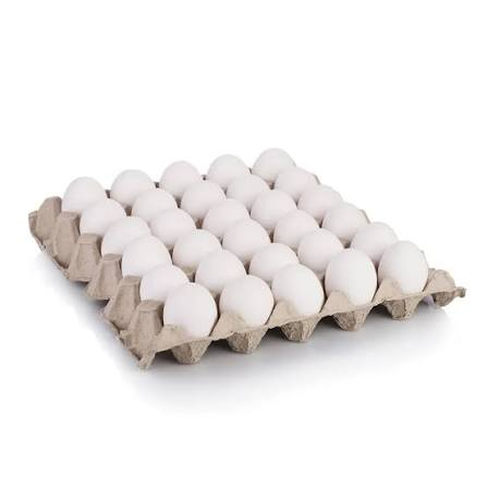 EGG WHITE INDIA